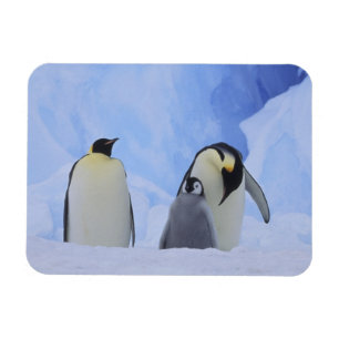 Magnet Flexible Antarctique. Pingouins empereurs et poussins