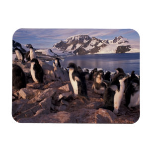 Magnet Flexible Antarctique, poussins de pingouin d'Adelie