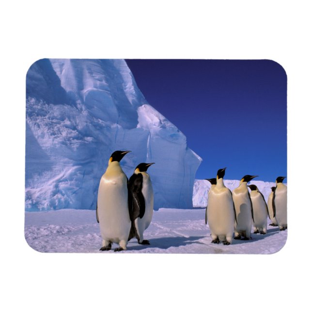 Magnet Flexible Antarctique, territoire australien antarctique, 7 (Horizontal)