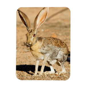 Magnet Flexible Antelope portrait de lapin, Arizona