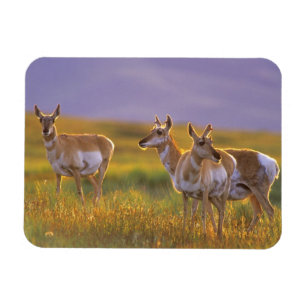 Magnet Flexible Antilope d'Amérique dans le Montana