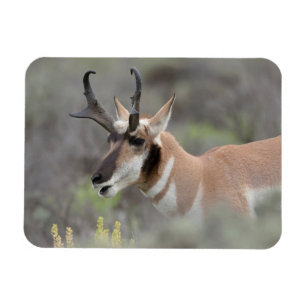 Magnet Flexible Antilope d'Amérique mâle Grand Tetons