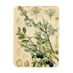 Magnet Flexible Antique Blackthorn Botanique Imprimé Fleur Berry