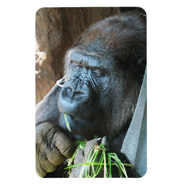 Magnet Flexible Ape hood ~ Japonais Gorilla Manger (Vertical)