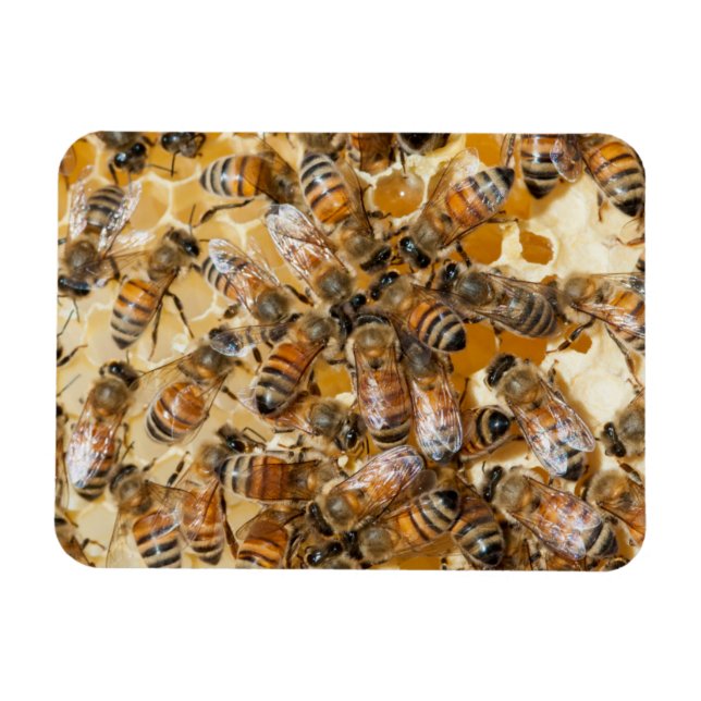 Magnet Flexible Apiculture à Arlo's Honey Farm (Horizontal)
