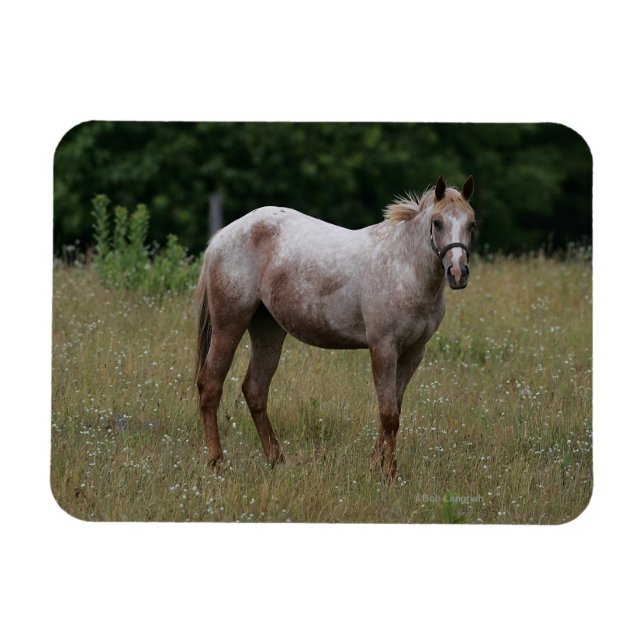 Magnet Flexible Appaloosa Cheval debout dans l'herbe (Horizontal)
