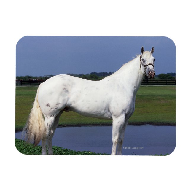 Magnet Flexible Appaloosa Horse (Horizontal)