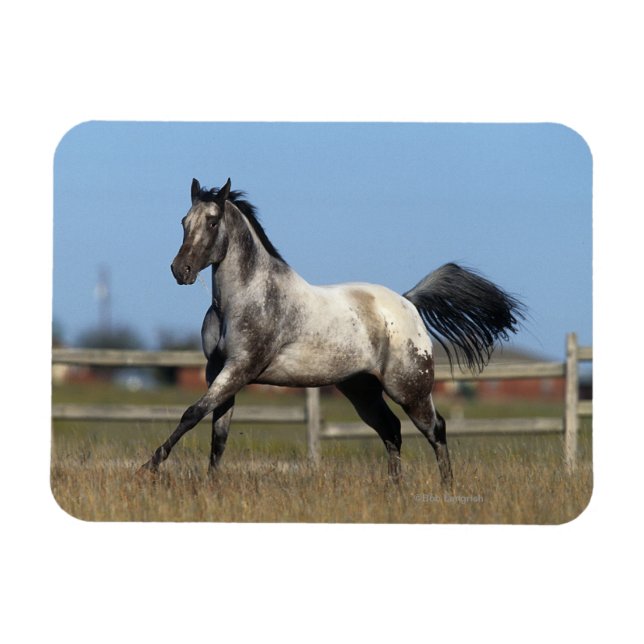 Magnet Flexible Appaloosa Horse Running 3 (Horizontal)