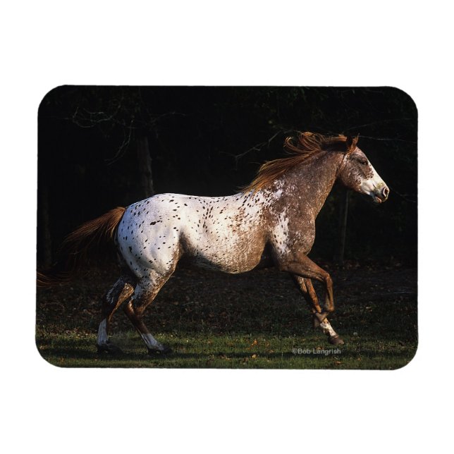 Magnet Flexible Appaloosa Horse Running 4 (Horizontal)