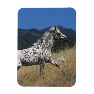Magnet Flexible Appaloosa Horse Running up Mountain