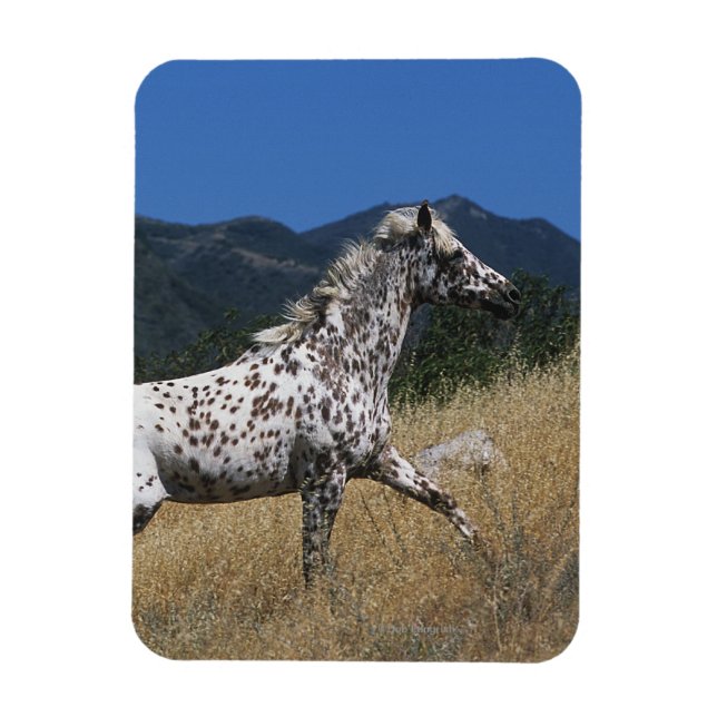 Magnet Flexible Appaloosa Horse Running up Mountain (Vertical)