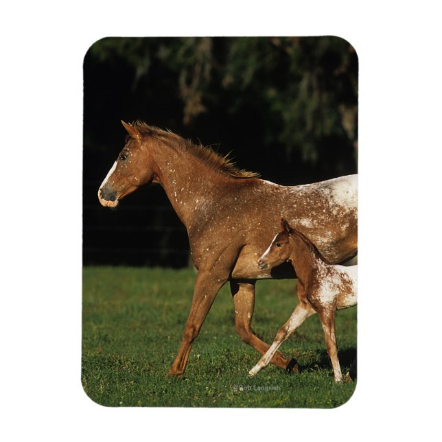 Magnet Flexible Appaloosa Mare Et Foie (Vertical)