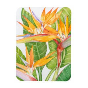 Magnet Flexible Aquarelle de fleurs exotiques
