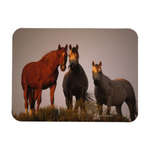 Magnet Flexible Arabes au coucher du soleil
