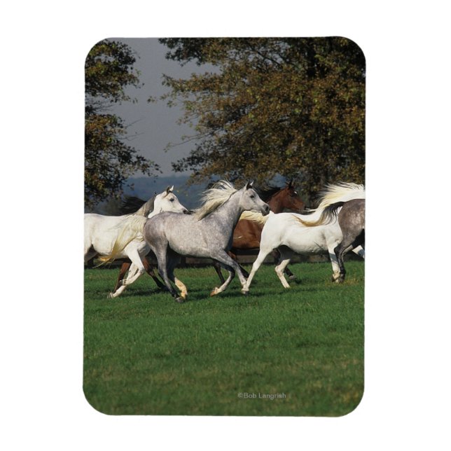 Magnet Flexible Arabes en cours d'exécution sur le terrain (Vertical)