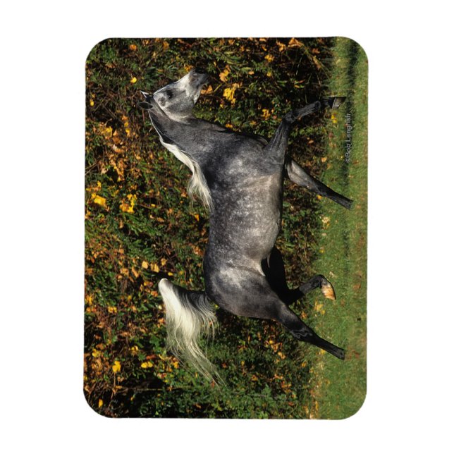 Magnet Flexible Arabes en course : Automne (Vertical)