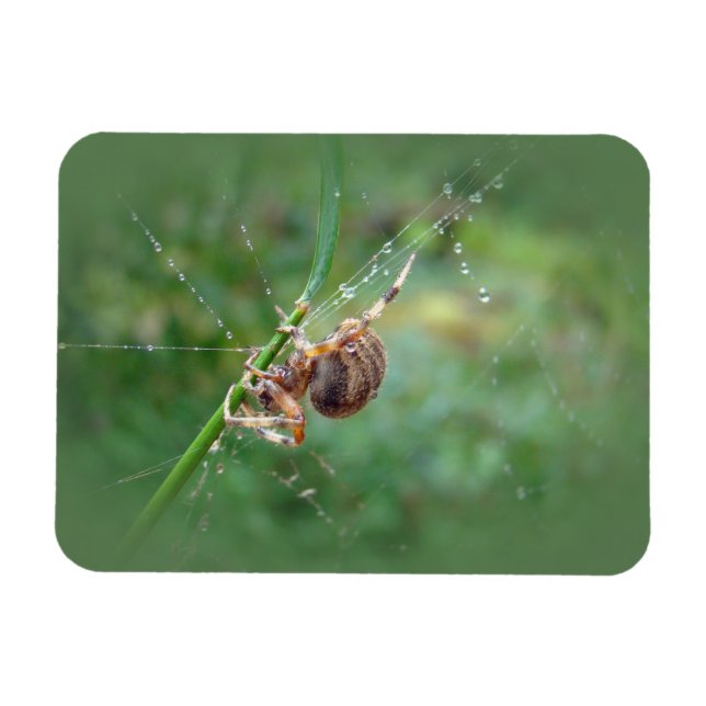 Magnet Flexible Araneus - Orb Weaver Spider (Horizontal)