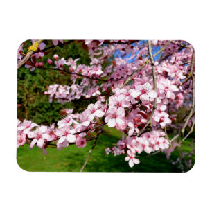 Magnet Flexible Arbre cerise en fleurs dans le parc