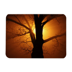 Magnet Flexible Arbre Dans L'Aimant Fog Premium