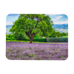 Magnet Flexible Arbre dans un champ de lavande, France