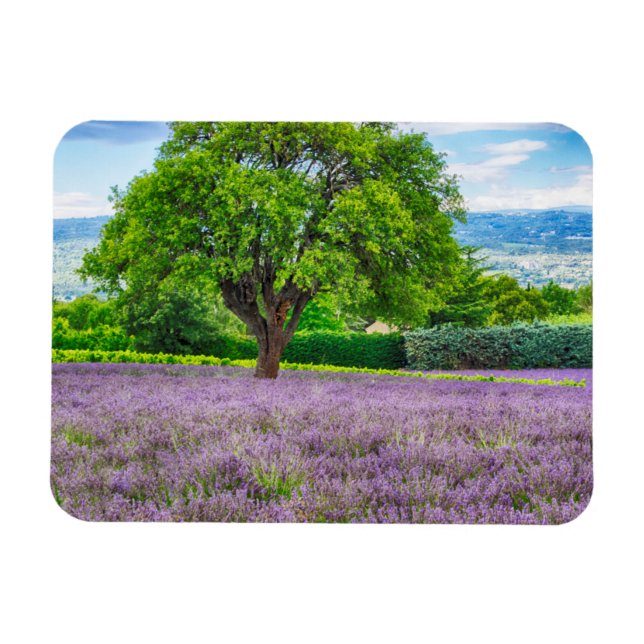 Magnet Flexible Arbre dans un champ de lavande, France (Horizontal)