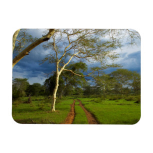 Magnet Flexible Arbre De Fièvre (Acacia Xanthophloea) Par Piste D