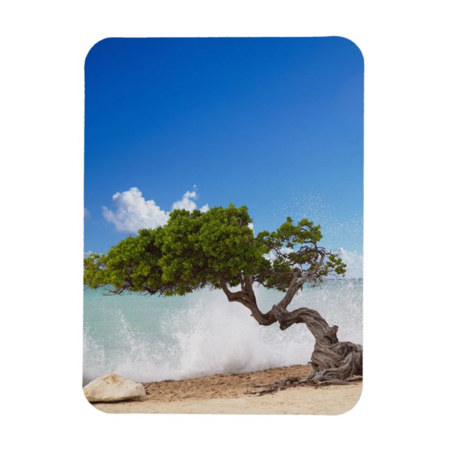 Magnet Flexible Arbre Divi Divi, Eagle Beach, Aruba, Caraïbes (Vertical)