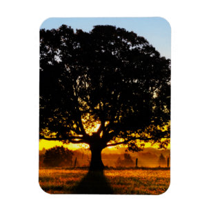 Magnet Flexible Arbre pendant le matin