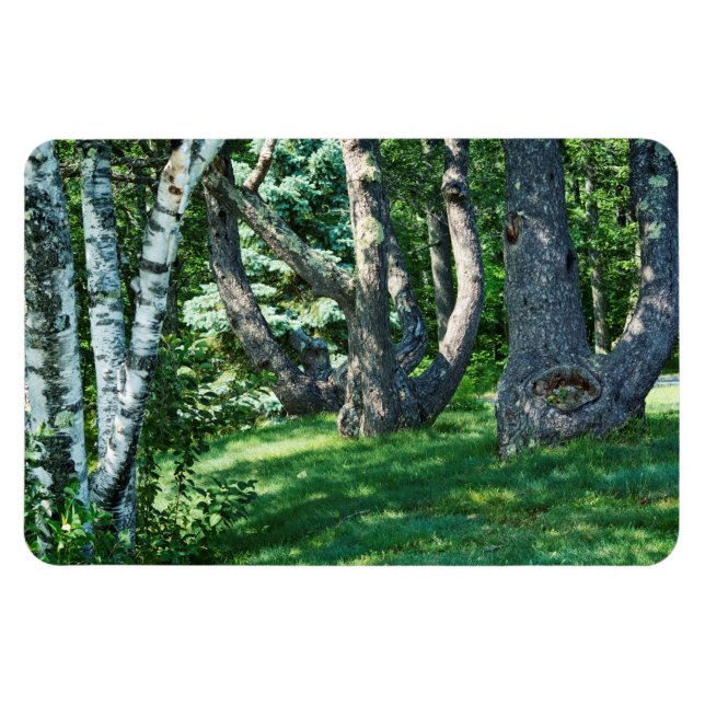 Magnet Flexible Arbres à flanc de colline (Horizontal)