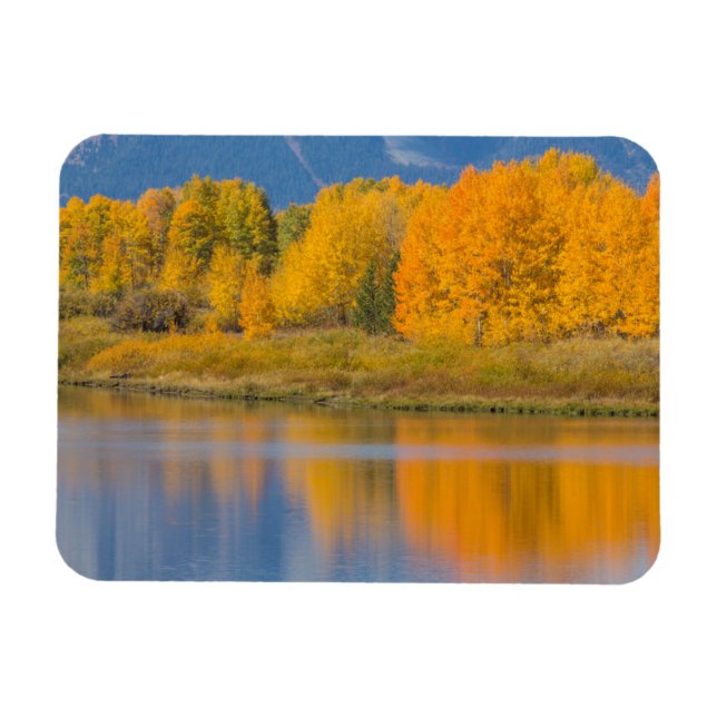 Magnet Flexible Arbres d'Aspen couleur d'automne (Horizontal)