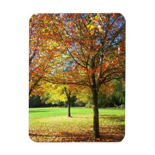 Magnet Flexible Arbres d'automne colorés