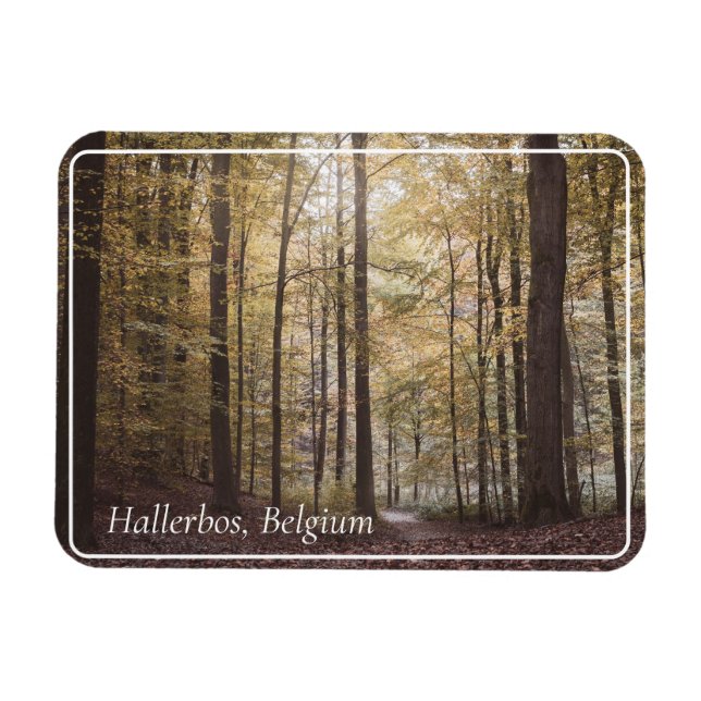 Magnet Flexible Arbres d'automne, Hallerbos, Belgique (Horizontal)