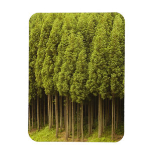 Magnet Flexible Arbres de cèdre de Koya Sugi