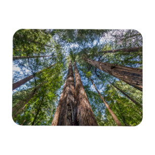 Magnet Flexible Arbres de séquoia   Comté de Marin, Californie
