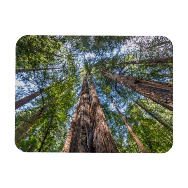 Magnet Flexible Arbres de séquoia | Comté de Marin, Californie (Horizontal)
