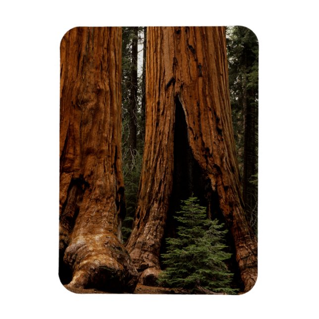 Magnet Flexible Arbres de séquoia, Parc national de Sequoia. (Vertical)