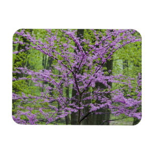 Magnet Flexible Arbres Redbud en pleine floraison printanière près