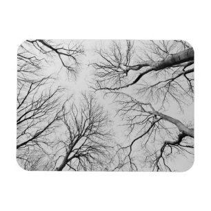 Magnet Flexible Arbres sans feuilles dans le bois de Thiepval