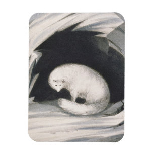Magnet Flexible Arctic Fox, from 'Narrative of a Second voyage in