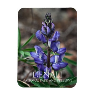 Magnet Flexible Arctic Lupine, parc national Denali, Alaska