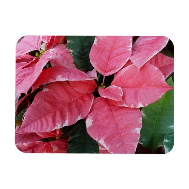 Magnet Flexible Argent Star Marbre Poinsettias Pink Holiday Floral (Horizontal)