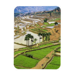 Magnet Flexible Asie, Chine, Yunnan, Honghe.  Terrasses de riz à 