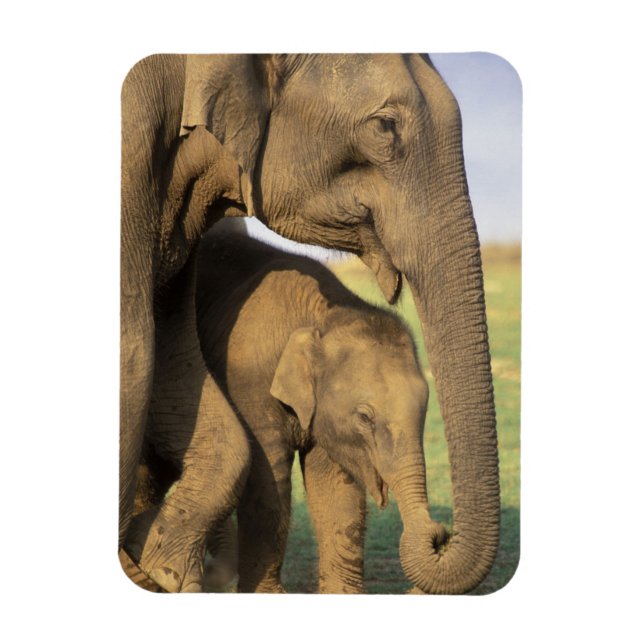 Magnet Flexible Asie, Inde, Parc national de Nargahole. Indien (Vertical)