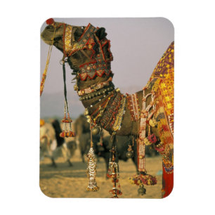 Magnet Flexible Asie, Inde, Pushkar. Chameau Shamu , Pushkar