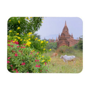 Magnet Flexible Asie, Myanmar (Birmanie), Bagan (Pagan). Vaches