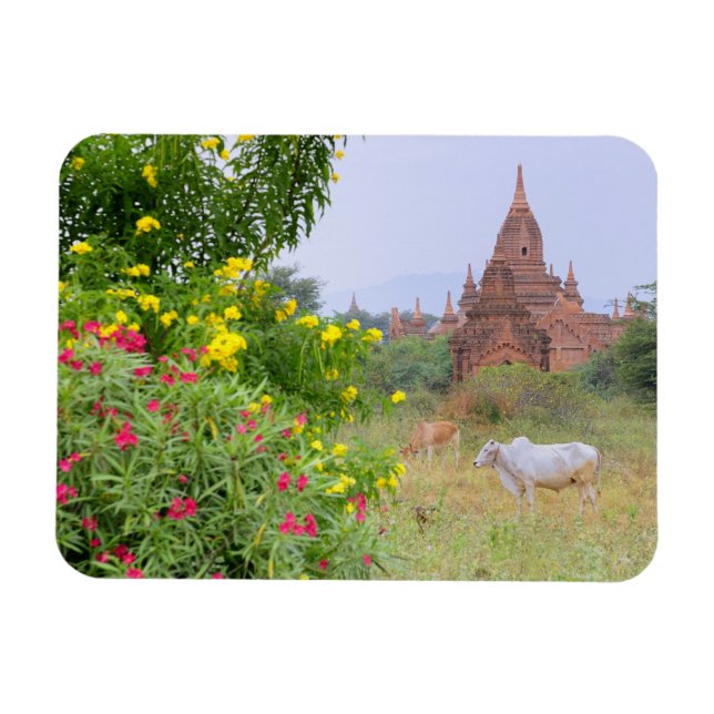 Magnet Flexible Asie, Myanmar (Birmanie), Bagan (Pagan). Vaches (Horizontal)