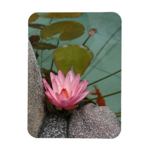 Magnet Flexible Asie, Viêt Nam. Nénuphar dans un étang de temple