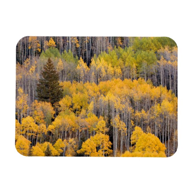 Magnet Flexible Aspen Trees | White River National Forest (Horizontal)