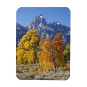 Magnet Flexible Aspen trees with the Teton mountain