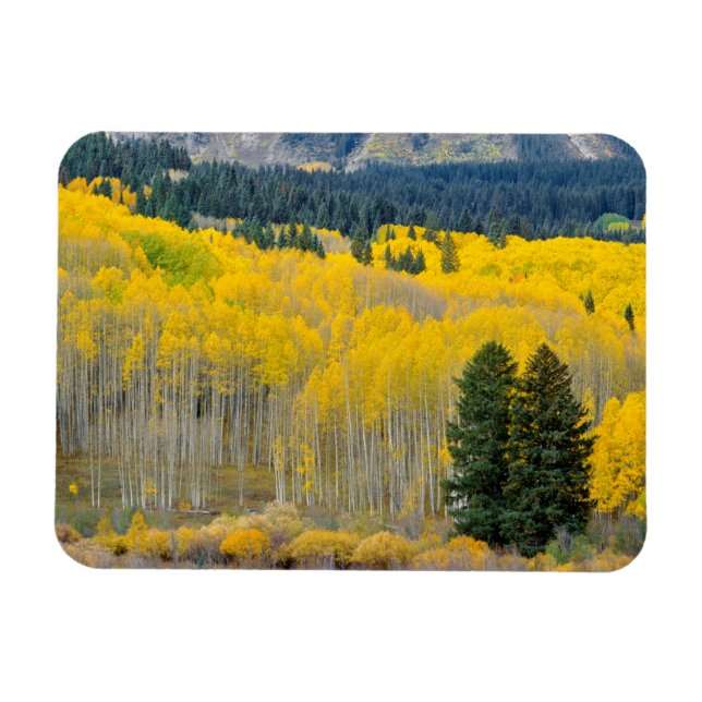 Magnet Flexible Aspens d'automne dans la chaîne Ruby (Horizontal)